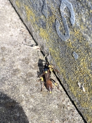Ichneumon stramentor