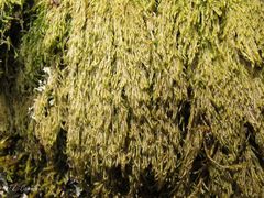 Hypnum cupressiforme filiforme