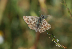 Muschampia