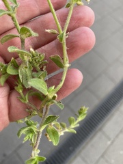 Cerastium brachypetalum