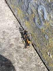 Ichneumon stramentor