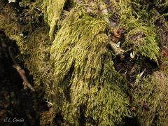 Hypnum cupressiforme filiforme