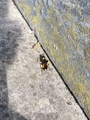 Ichneumon stramentor