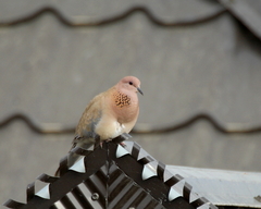 Streptopelia senegalensis