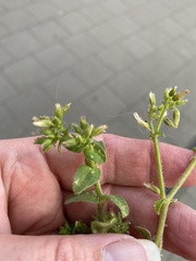 Cerastium brachypetalum