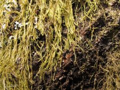 Hypnum cupressiforme filiforme