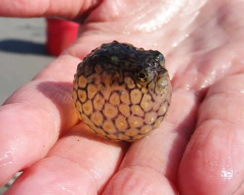 Striped burrfish (Chilomycterus schoepfii) — Diodontidae — 3