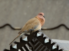 Streptopelia senegalensis