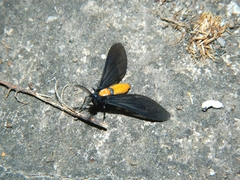 Apeplopoda