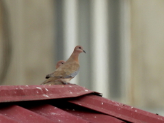 Streptopelia senegalensis
