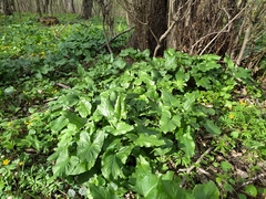 Arum besserianum