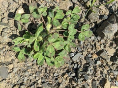Medicago arabica