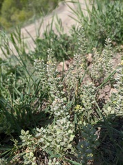 Alyssum hirsutum
