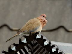 Streptopelia senegalensis