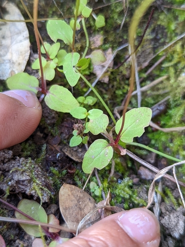 Image of Erythranthe acutidens by (c) My-Lan Le, some rights reserved (CC BY)