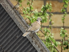 Streptopelia decaocto