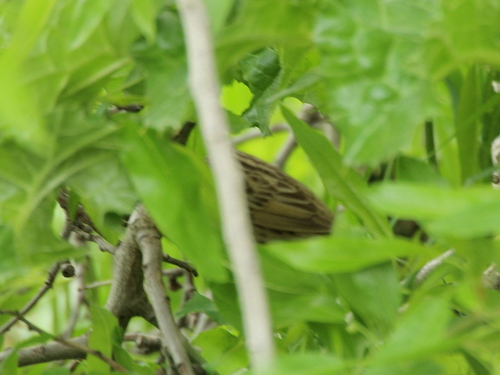 Common Grasshopper Warbler (Locustella naevia), photo 7