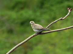 Streptopelia decaocto