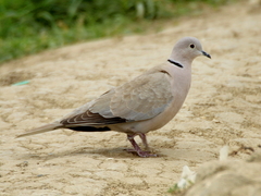 Streptopelia decaocto