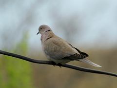 Streptopelia decaocto