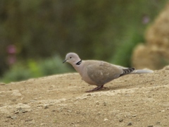 Streptopelia decaocto