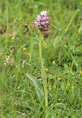 Orchis simia