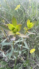 Euphorbia glareosa