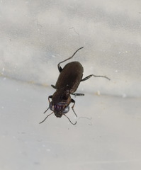 Notiophilus palustris