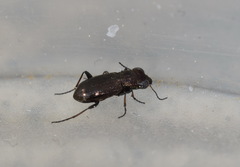 Notiophilus palustris