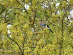 Garrulus glandarius