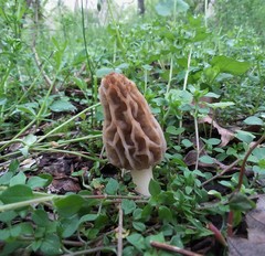 Morchella diminutiva