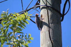 Melanerpes chrysogenys