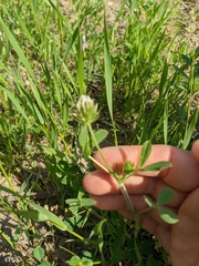 Trifolium leucanthum