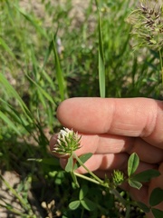 Trifolium leucanthum
