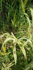 Arundo donax versicolor