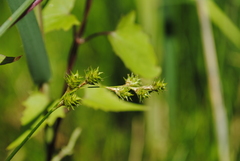 Carex normalis