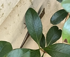 Anolis carolinensis