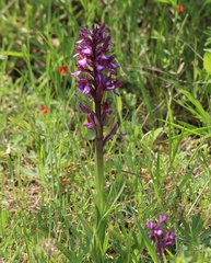 Anacamptis morio