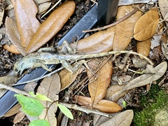 Anolis sagrei