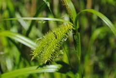 Carex comosa