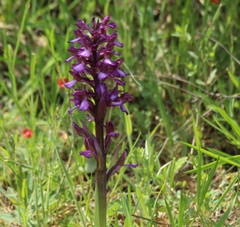 Anacamptis morio