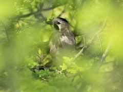 Garrulus glandarius