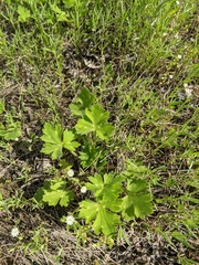 Ranunculus constantinopolitanus