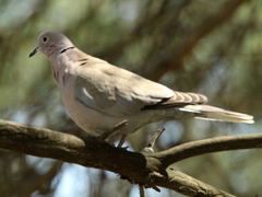 Streptopelia decaocto