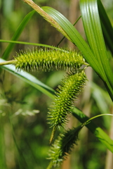 Carex comosa