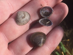 Corbicula largillierti