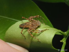 Hamadruas hieroglyphica