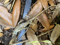 Anolis sagrei