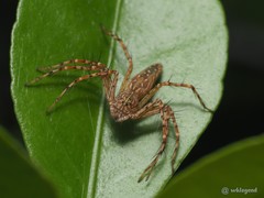 Hamadruas hieroglyphica