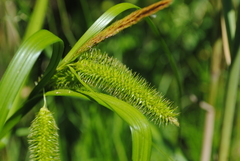 Carex comosa
